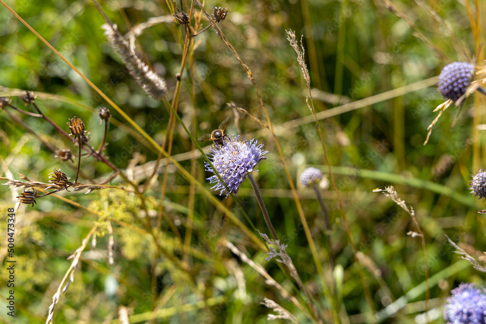Mountain flowers in the Ukrainian Carpathians. Close-up macro view.