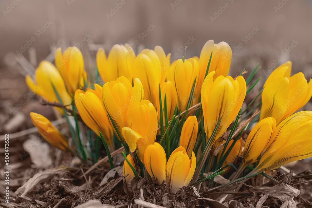 First Spring Flowers, Yellow Crocuses First Spring Flowers, Yellow Crocuses