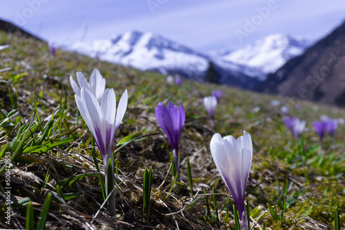 crocuses bloom on a slope against the backdrop of snowy mountains