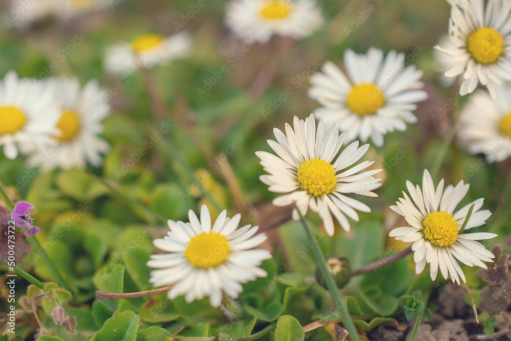 macro picture of a flower in a meadow, a daisy