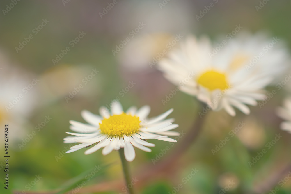 macro picture of a flower in a meadow, a daisy macro picture of a flower in a meadow, a daisy