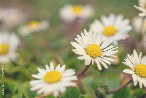 macro picture of a flower in a meadow  a daisy