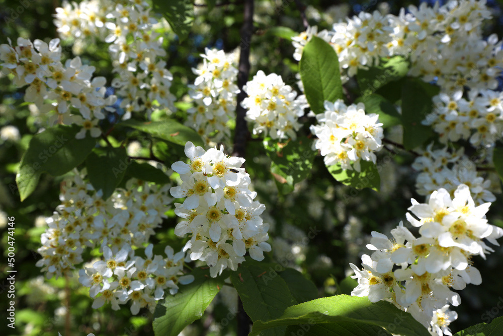 branches of blossoming bird cherry on a May day branches of blossoming bird cherry on a May day