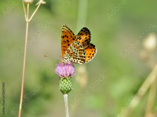 butterfly of the genus Melitaea, brightly colored, perched on a wild thistle flower, green background © Isabel