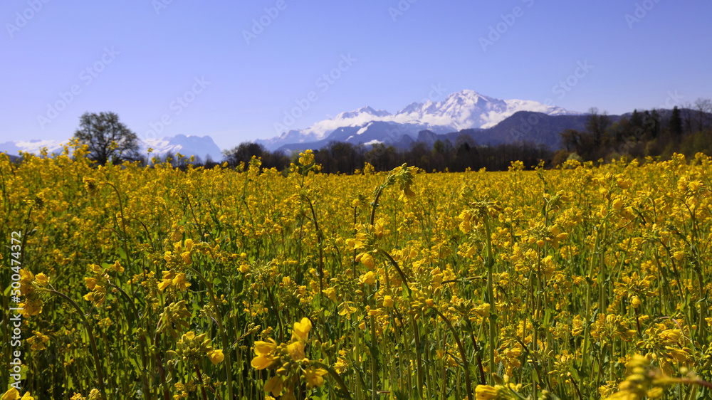 rapeseed field blooms against the backdrop of snow-capped mountains rapeseed field blooms against the backdrop of snow-capped mountains