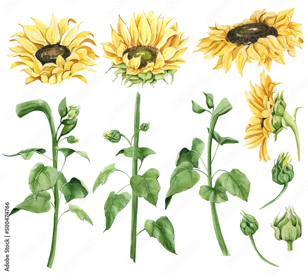 Hand drawn watercolor sunflowers with leaves and stems. Set of yellow  flowers on a white background for cards, wedding invitations, posters,  backgrounds, business cards, scrapbooking, notebooks Stock Illustration |  Adobe Stock