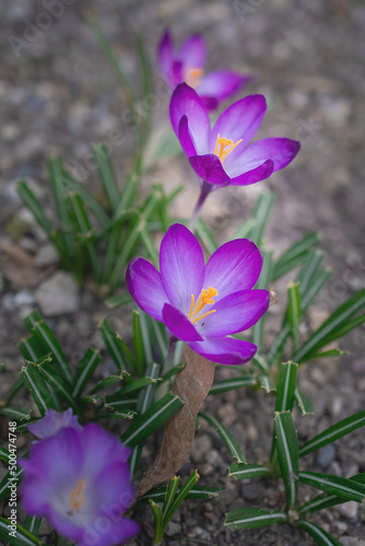 Group of purple crocus flowers on a spring meadow. Crocus blossom. Mountain flowers. Spring landscape. 