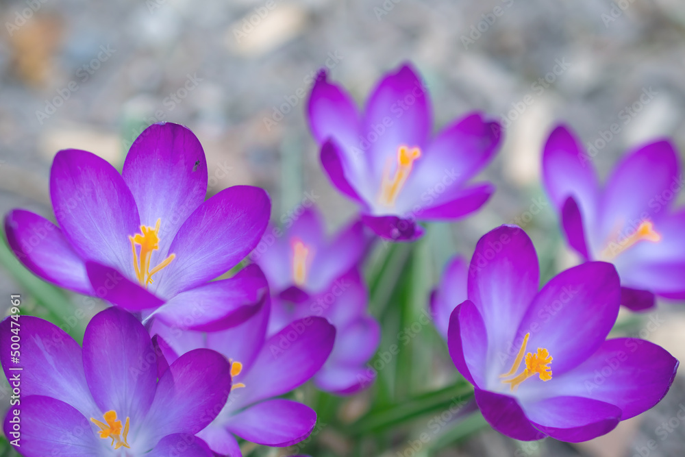 Group of purple crocus flowers on a spring meadow. Crocus blossom. Mountain flowers. Spring landscape. Group of purple crocus flowers on a spring meadow. Crocus blossom. Mountain flowers. Spring landscape.