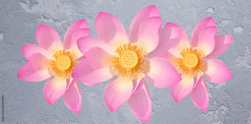 pink lotus flower. Floral background, wallpaper, fresh, peaceful, minimal.