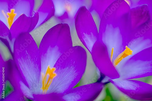 Group of purple crocus flowers on a spring meadow. Crocus blossom. Mountain flowers. Spring landscape. 