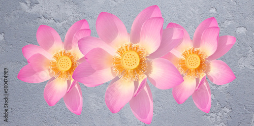 pink lotus flower. Floral background  wallpaper  fresh  peaceful  minimal.