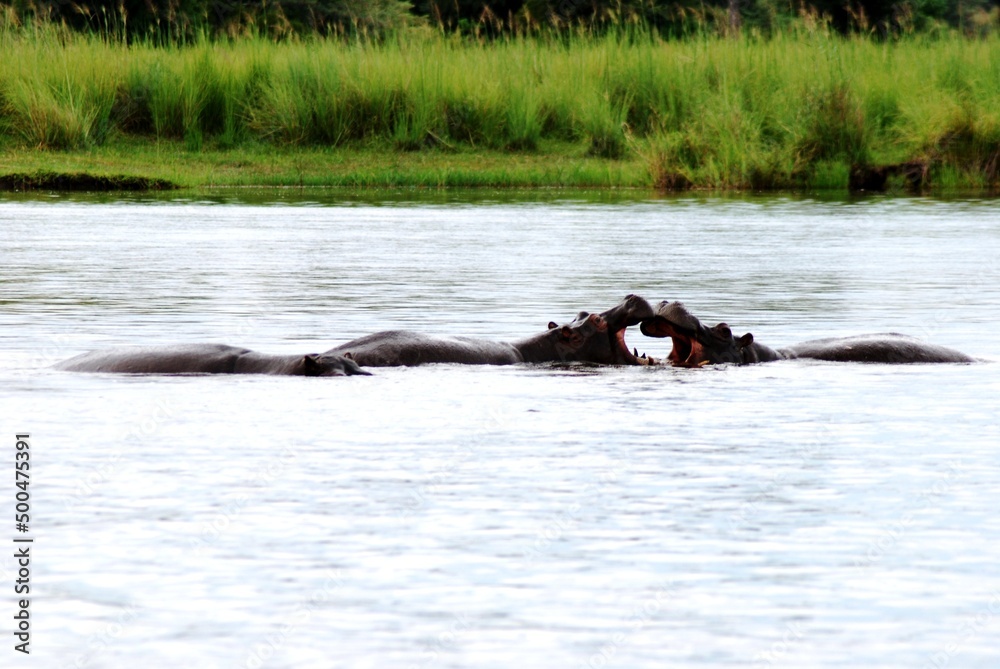 Fototapeta premium Namibia River 22