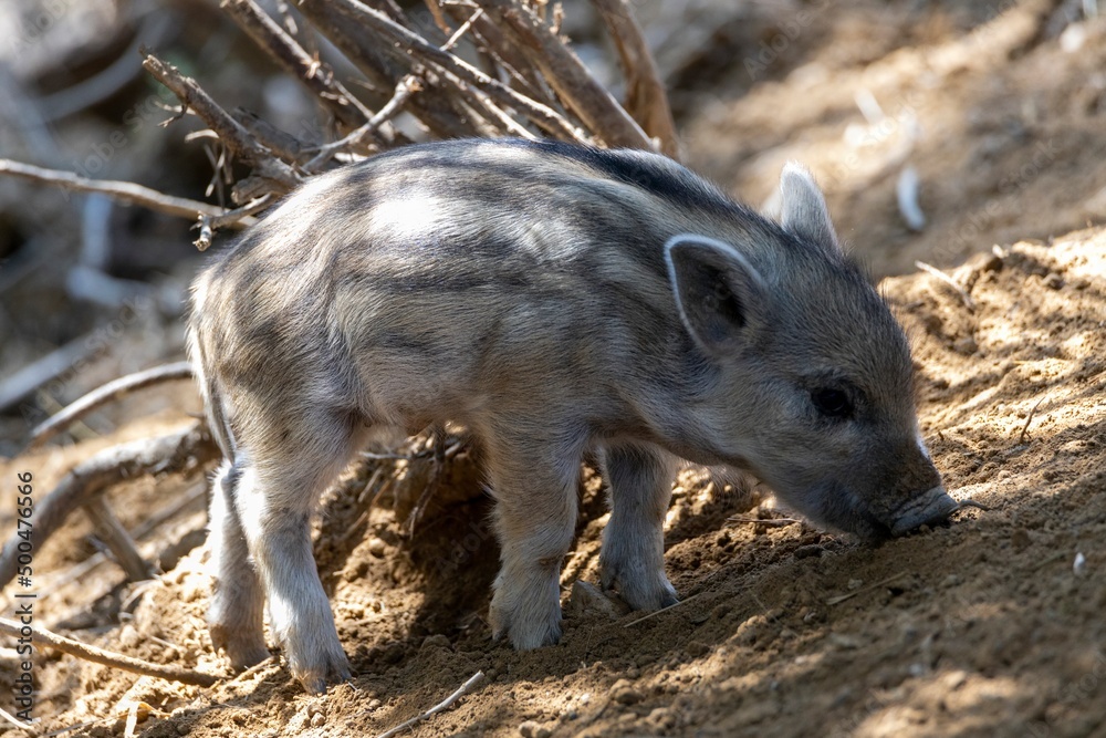 Wild boar. Close up detailed view Wild boar. Close up detailed view