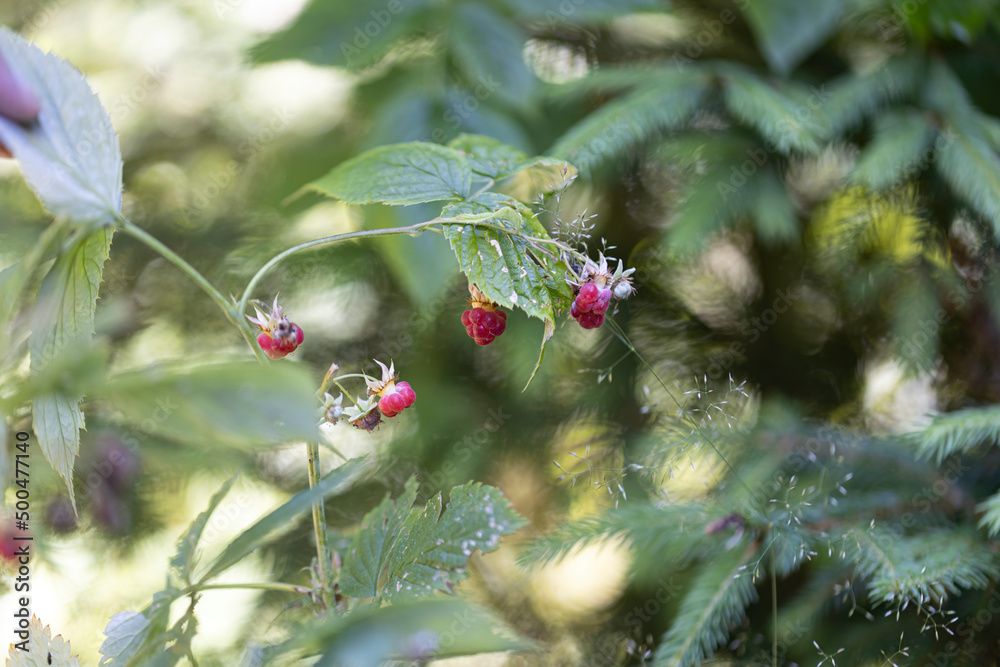 Fototapeta premium Ripe raspberries. Close-up macro view.