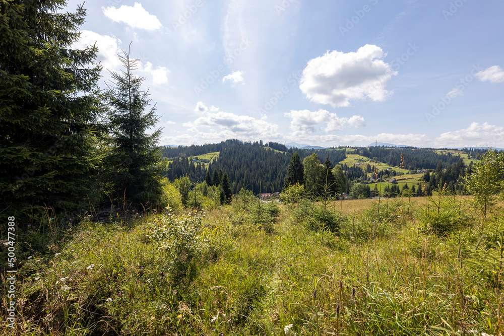 Obraz premium Green mountain meadows in the high Carpathians