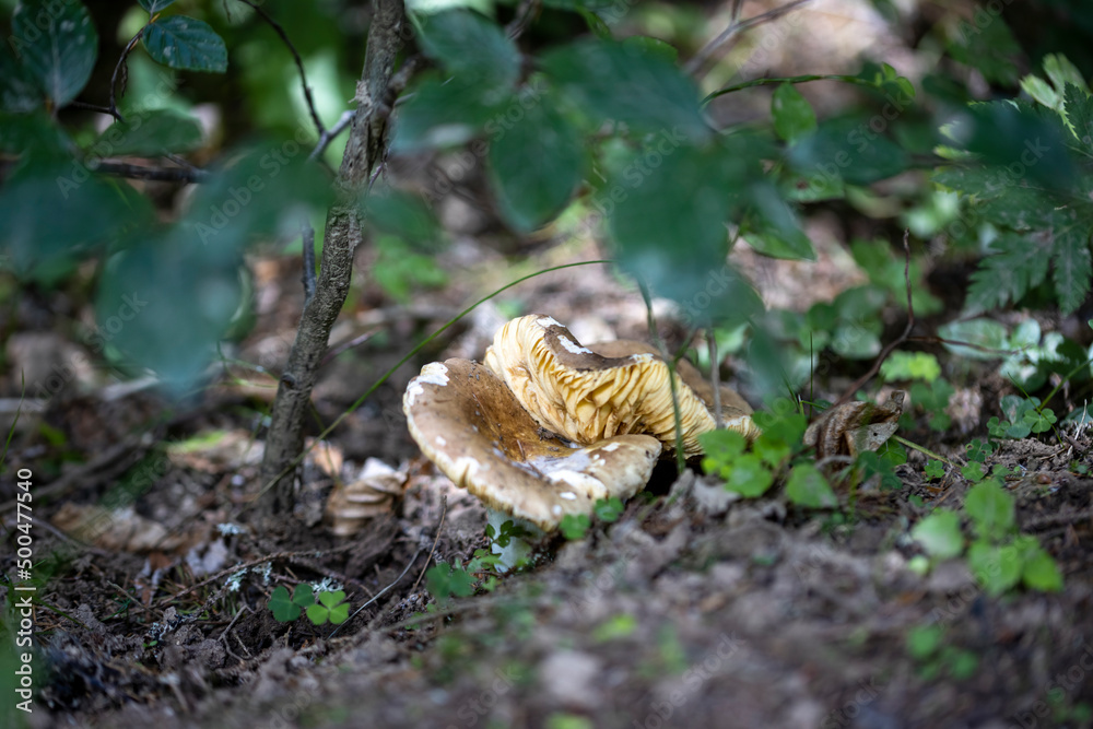 Obraz premium Mushroom in the mountain forest on a summer day. Close up macro view.