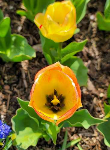 yellow tulip in garden