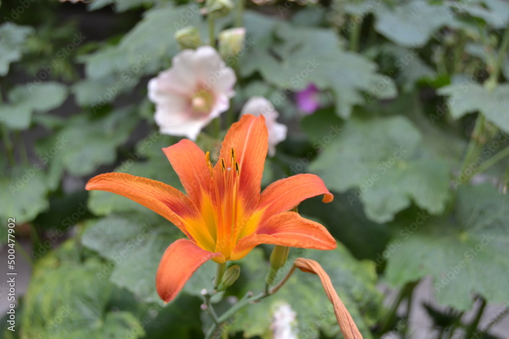 A very pretty orange flower with green leaves A very pretty orange flower with green leaves