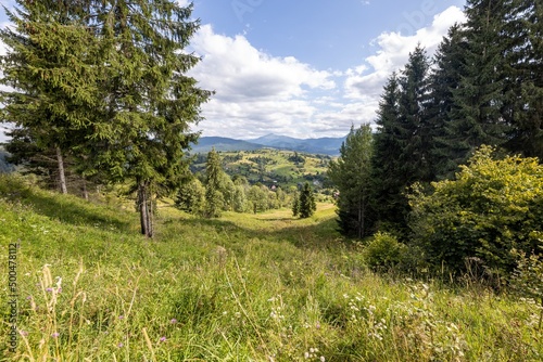 Green mountain meadows in the Ukrainian Carpathians