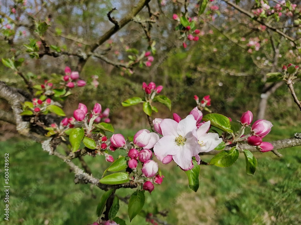 Fruit trees are small flowers on the branches Fruit trees are small flowers on the branches