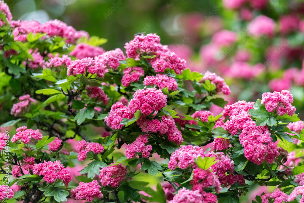 Blooming Japanese Hawthorn. Pink dense flowers on the branches of the tree. Ornamental trees in the park.