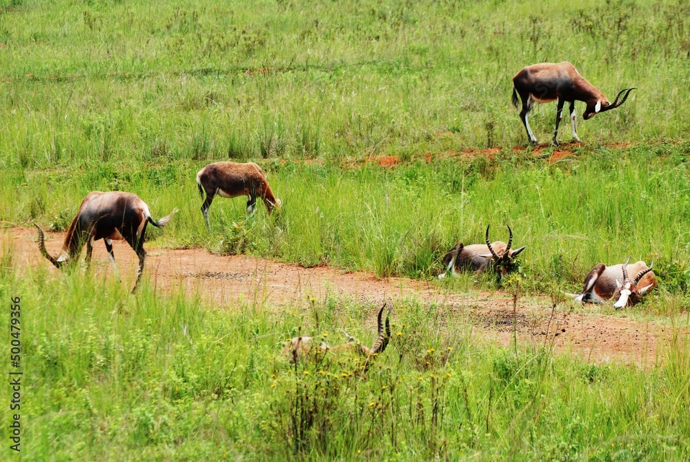 Fototapeta premium Impala 13
