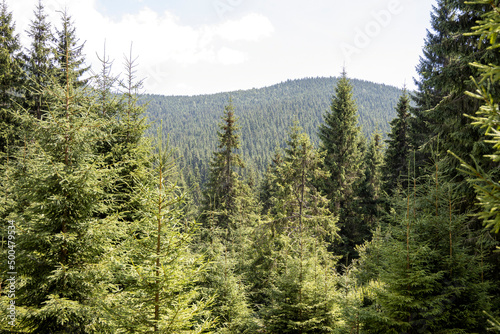 Panorama of mountains in the Ukrainian Carpathians on a summer day.