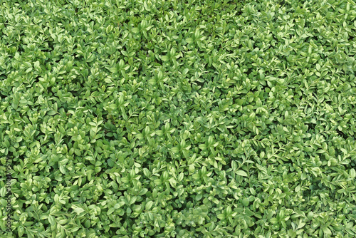  Background of small green leaves.