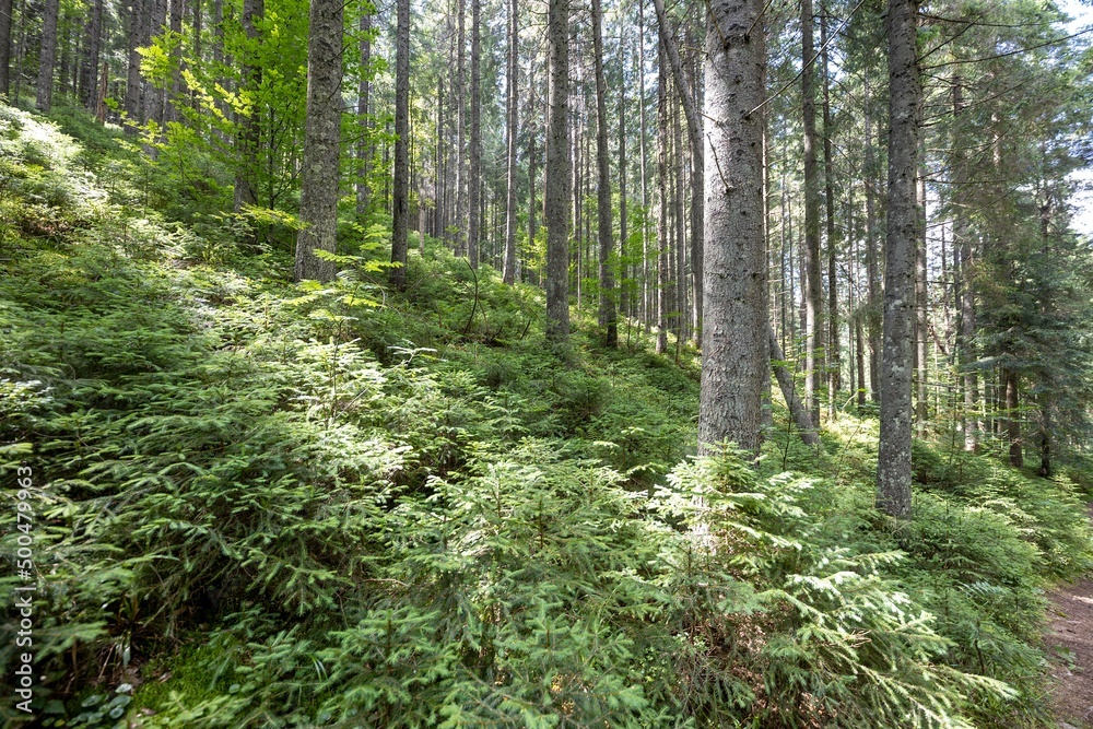 Fototapeta premium Mountain forest in the Ukrainian Carpathians.