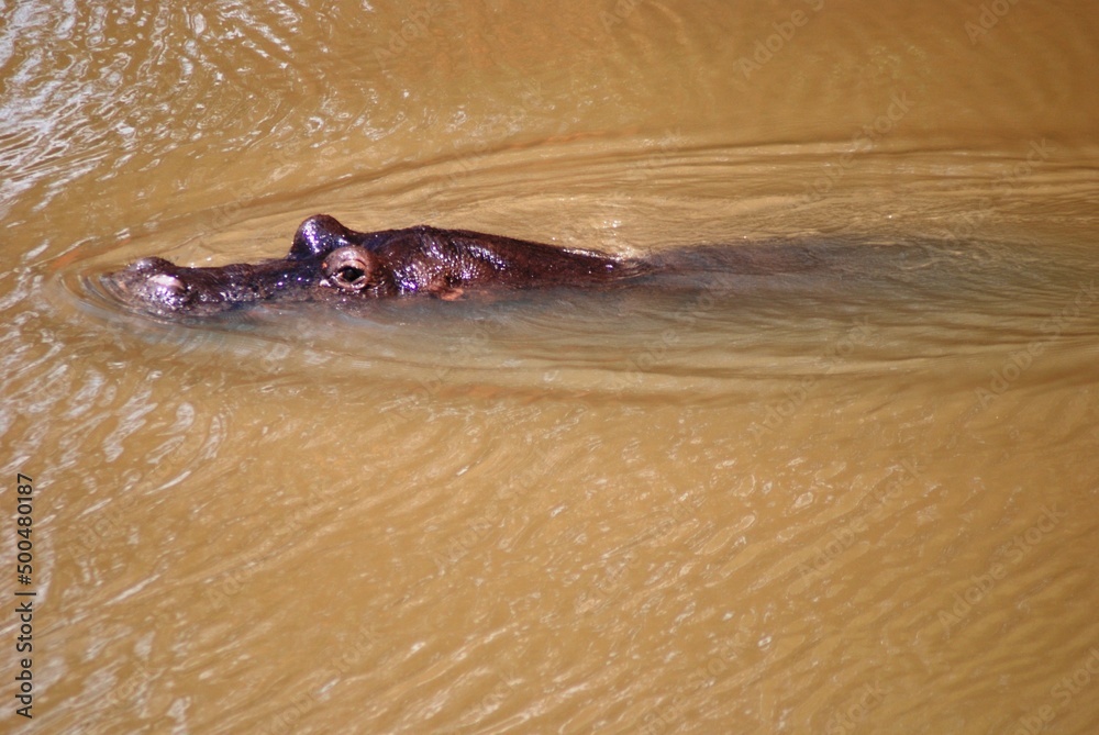 Obraz premium Hippo 2