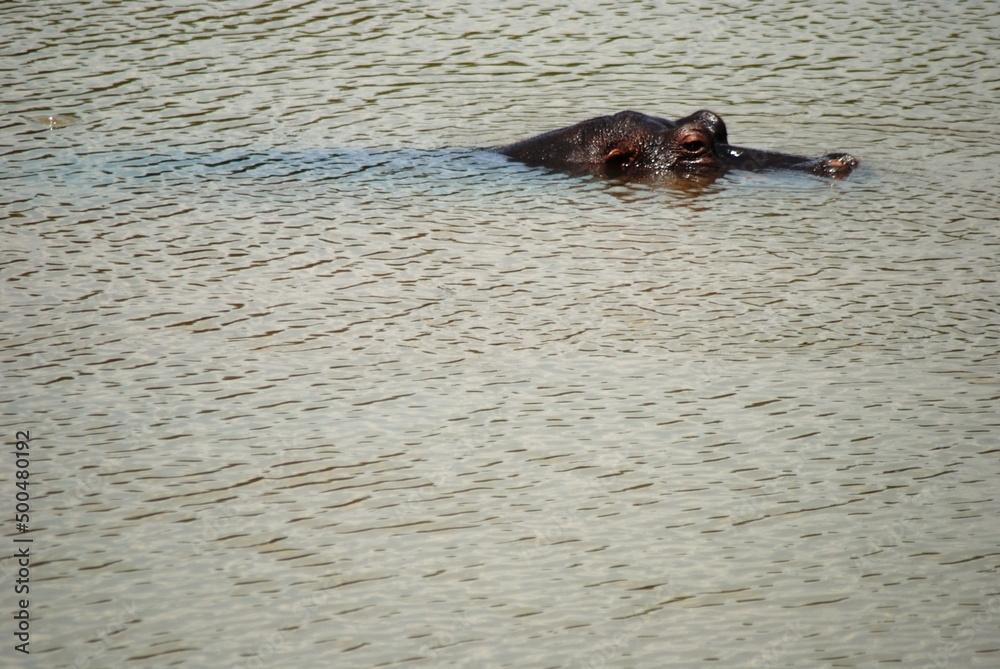 Fototapeta premium Hippo 1