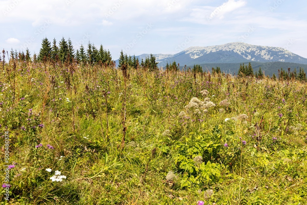 Fototapeta premium Panorama of mountains in the Ukrainian Carpathians on a summer day.