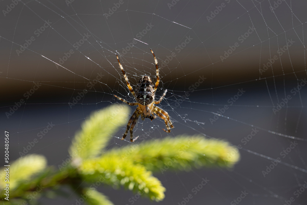 Spider on a pine branch illuminated by sunlight. Close-up macro view. Spider on a pine branch illuminated by sunlight. Close-up macro view.