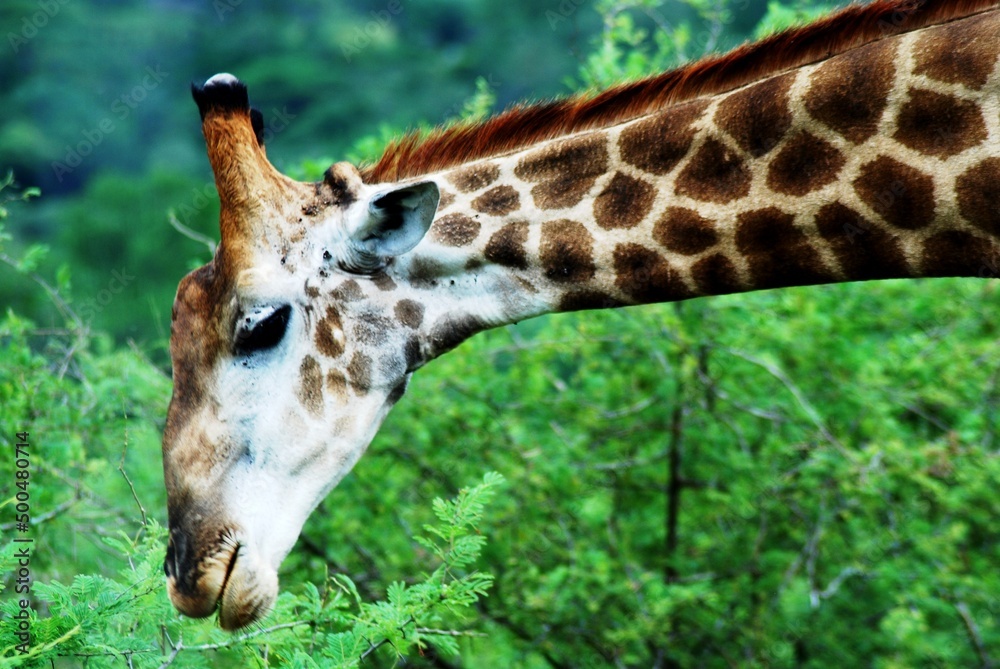 Obraz premium Giraffe 50