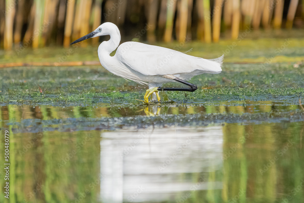 Obraz premium Czapla nadobna łac. Egretta garzetta brodząca w wodzie odbijająca się w wodzie. Fotografia z Delty Dunaju.