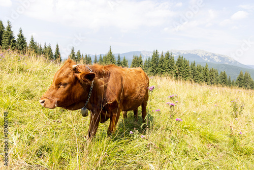 Cow on a green meadow in the Ukrainian Carpathians on a summer day.