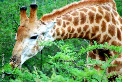 Canvas Print Giraffe 48
