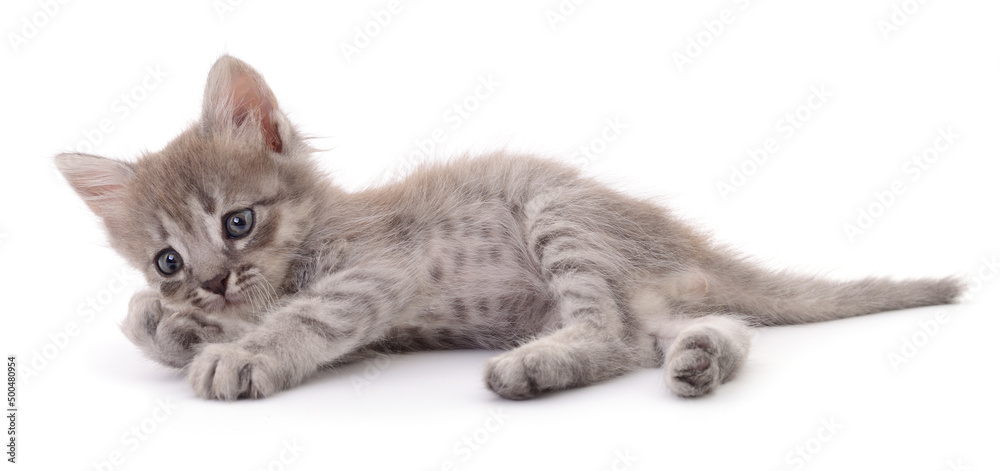 Obraz premium Kitten on white background.