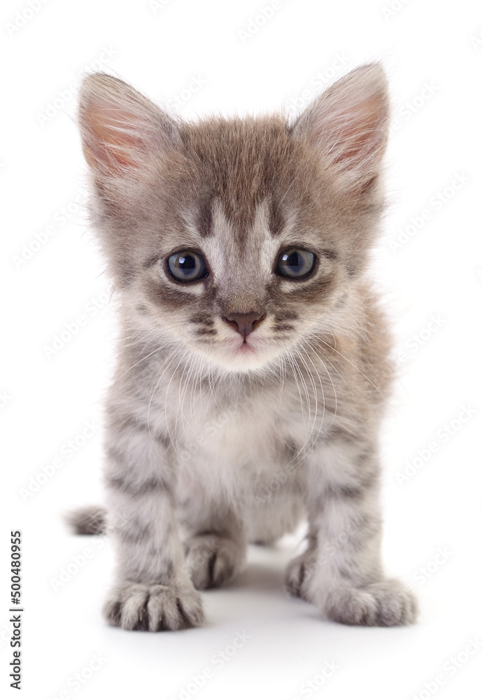 Kitten on white background.