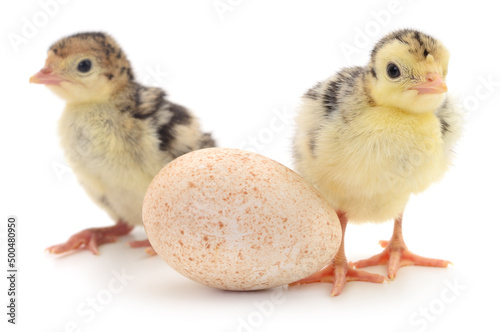 Turkeys and egg.
