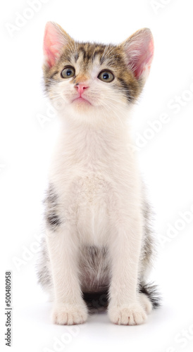 Kitten on white background. © olhastock