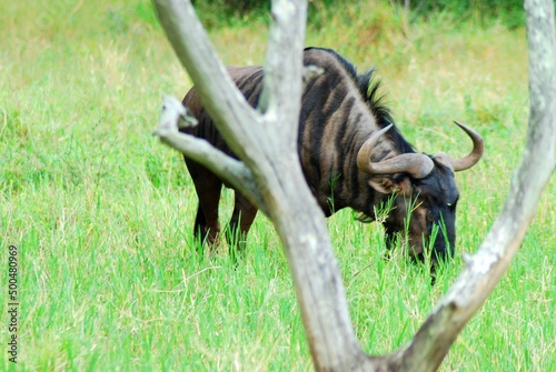 Wildebeest 3