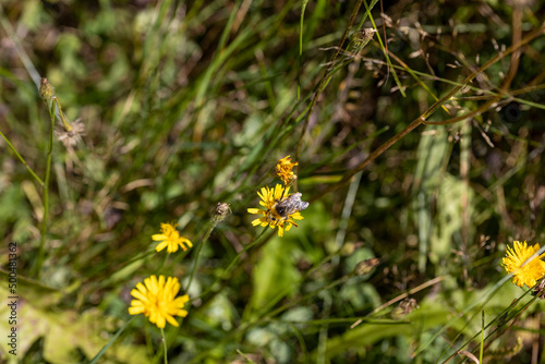 Mountain flowers in the Ukrainian Carpathians. Close-up macro view. © Sergey