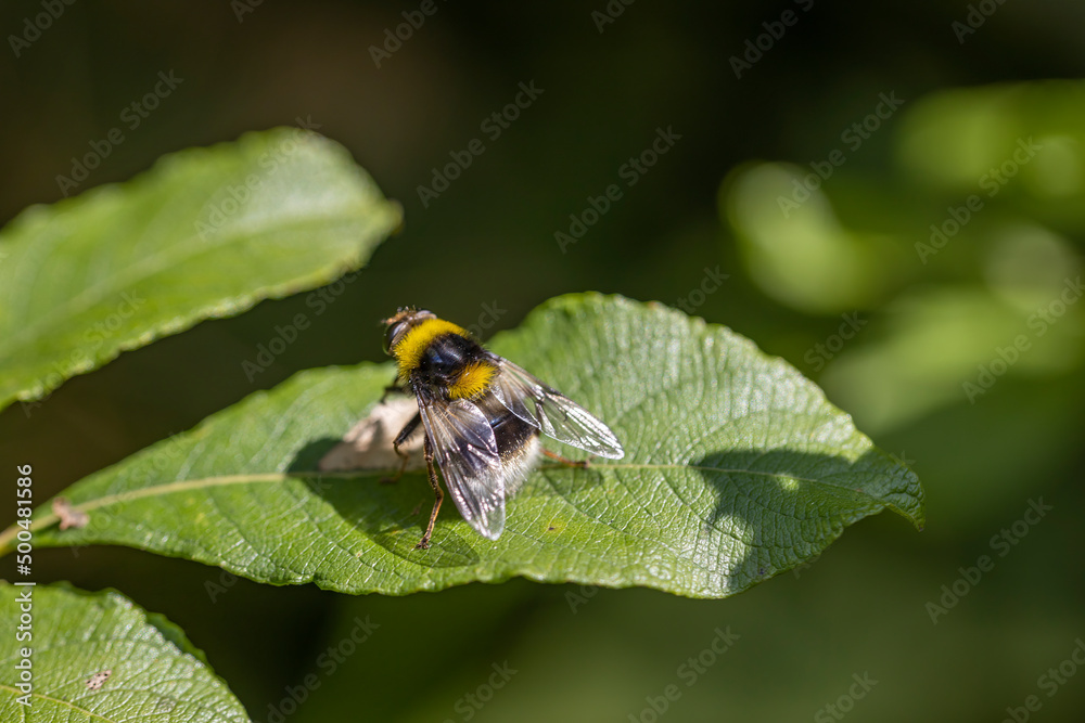 Fototapeta premium A bee on a green leaf lit by sunlight. Close-up macro view.