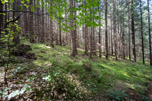 Fototapeta Naklejka Na Ścianę i Meble -  Mountain forest in the Ukrainian Carpathians.