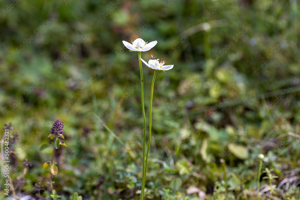 Mountain flowers in the Ukrainian Carpathians. Close-up macro view. Mountain flowers in the Ukrainian Carpathians. Close-up macro view.