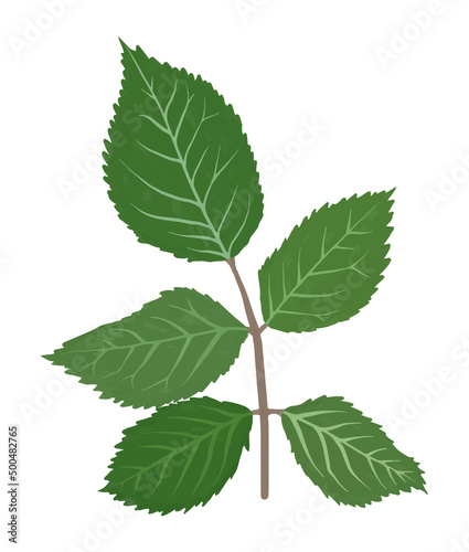 Rose leaves gouache flat illustration. Green leaves isolated on white background for wrapping paper, wallpaper
