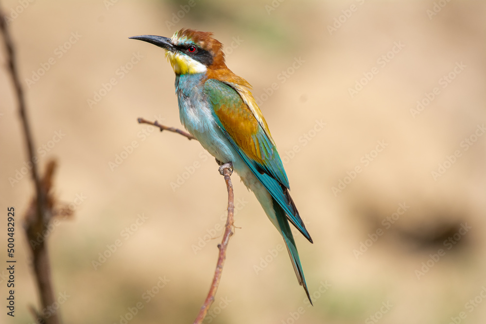 Żołna łac. Merops apiaster siedząca na gałęzi z żółto-piaskowym tłem. Fotografia z Delty Dunaju Rumunia.