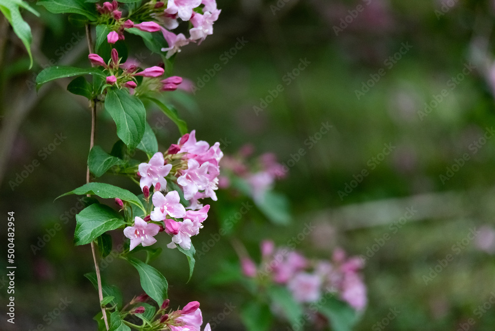 A wonderful shrub, flowering ornamental shrub with pink flowers.