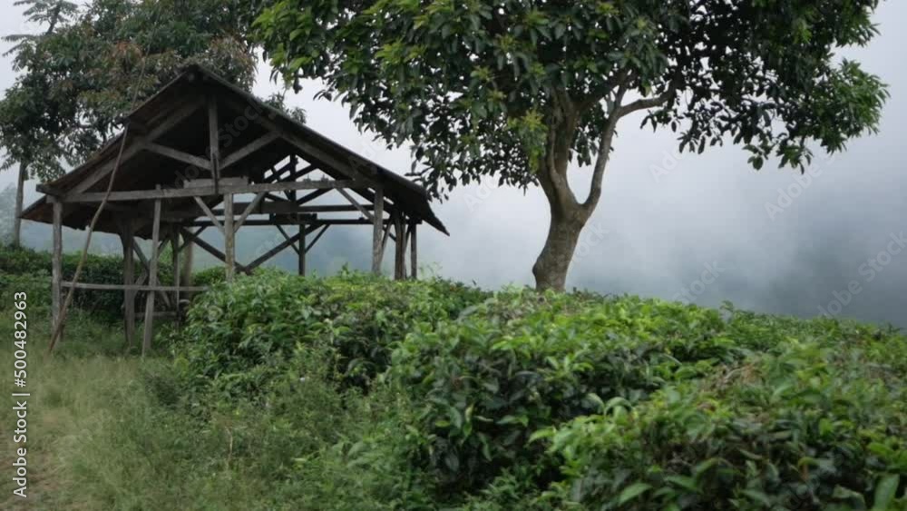foggy tea farm on the hill